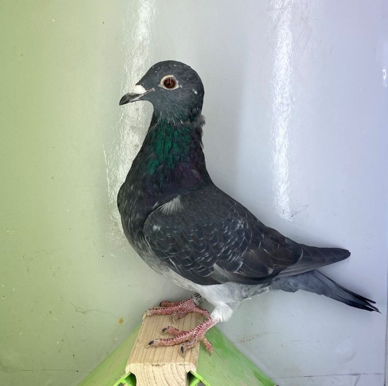 N° 2 : DV-7219-25-1261