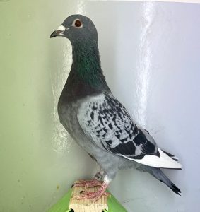 N° 7 : DV-7219-25-1267