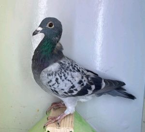 N° 13  : DV-7219-25-1270 – Femelle