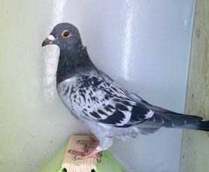 N° 4 : DV-7219-25-1271