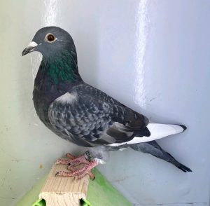 N° 1 : DV-7219-25-1273 Mâle – Fils 2 INT Marseille 2020