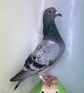 N° 9 : DV-7219-25-1275