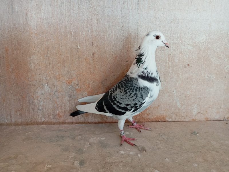 Derollez pigeon