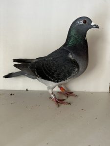 N° 2 : Laurent HACHE