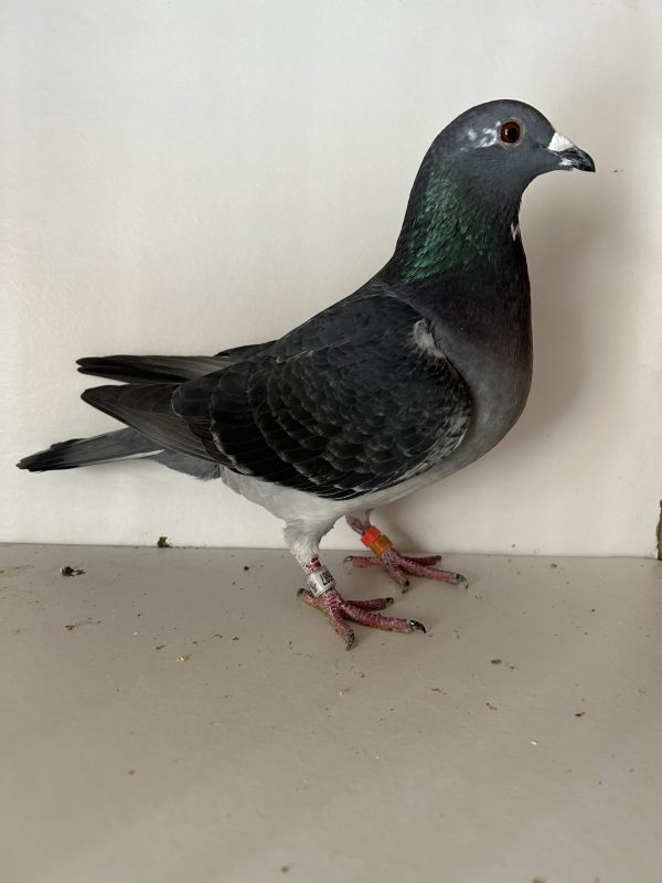 N° 2 : Laurent HACHE