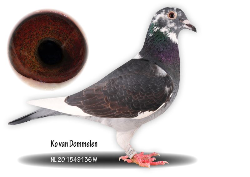 Hoffstetter 01 nl 20 1549136 w