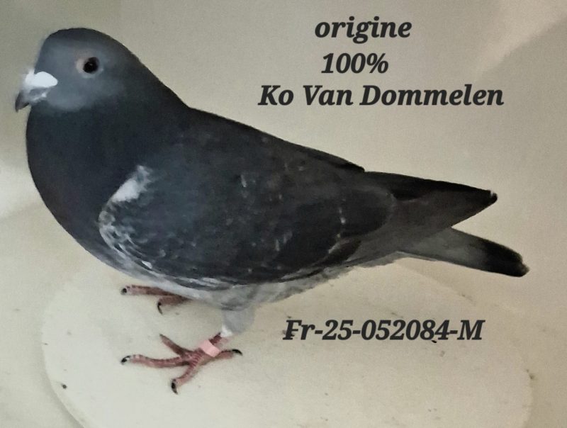 Hoffstetter ko van dommelen fr 25 052084 m