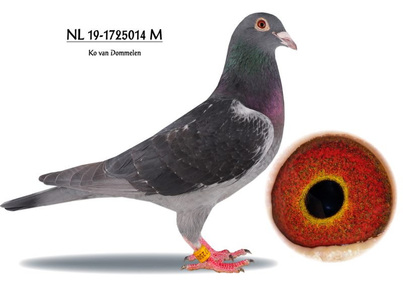 Hoffstetter nl19 1725014m