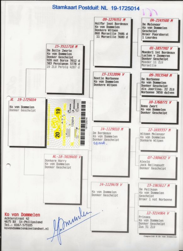 Hoffstetter père nl 19 1725014