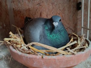 N° 48 : LEUX René –	10e	Dinan