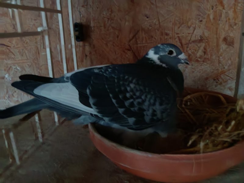 N° 47 : LEUX René –	10e	Dinan