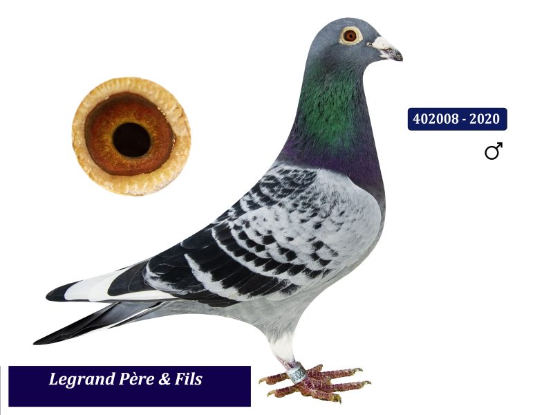 Legrand 402008 legrand copie