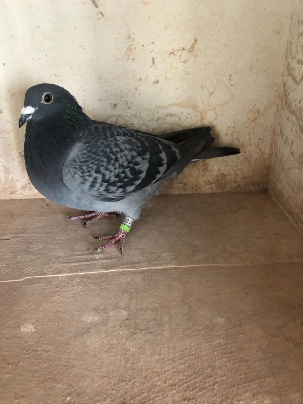 Mocq marchiennes photo