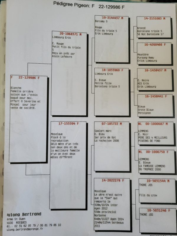 Mortagne 2 1 mère du pigeon