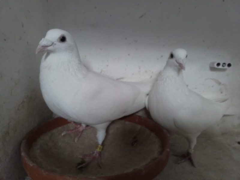 Pierret 20251222 145630