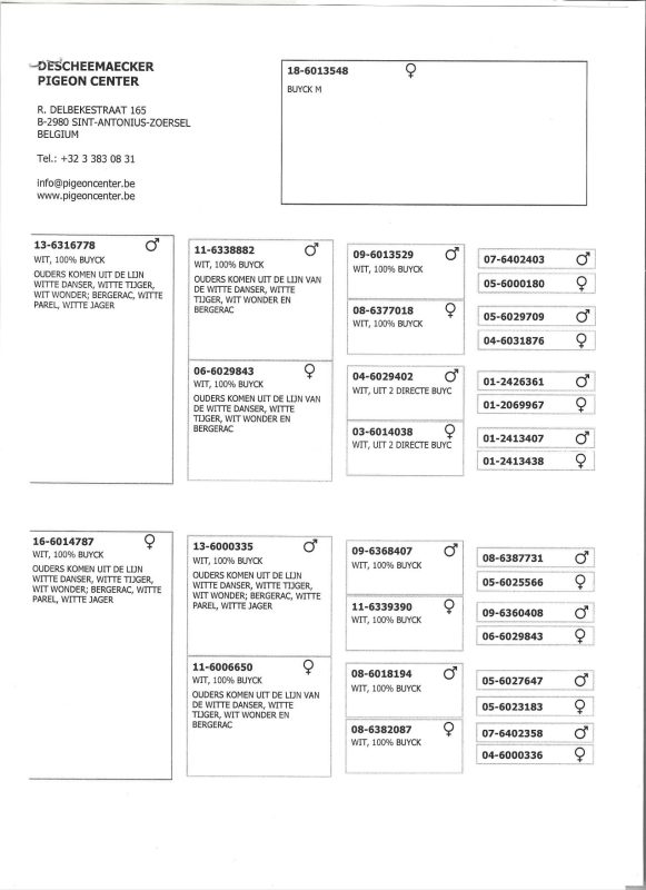 Pierret pédigrée de la femelle
