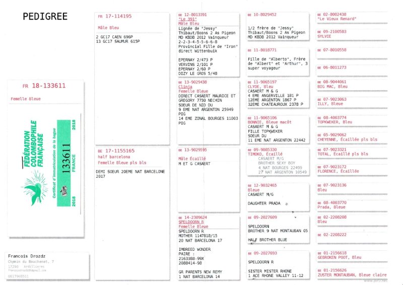 Piron pédigrées ccip 1