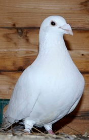 N° 72 : Pollet Dominique 76 St Pierre des Jonquières