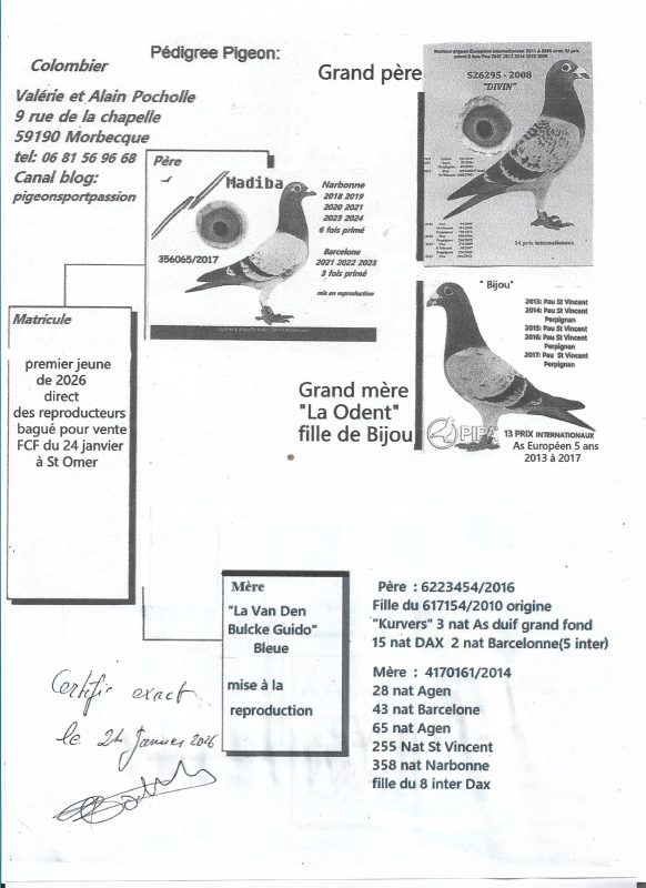 Pocholle pedigree fcf