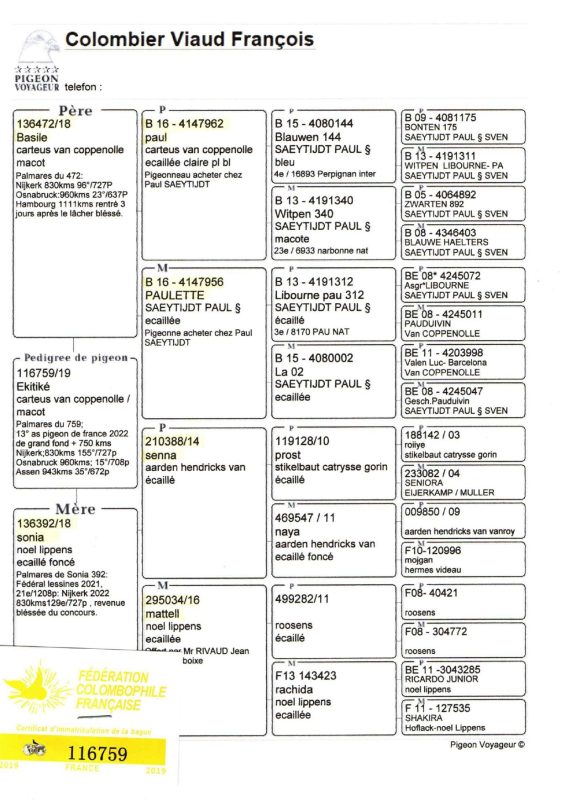 Viaud pédigré ekitiké