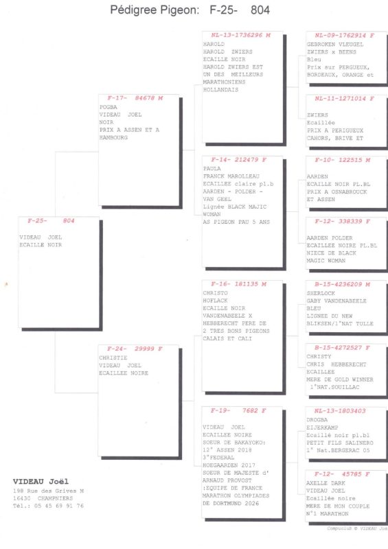 Videau pedigree vente ccip 2