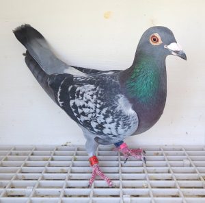 Bon n°7 : 146533-2022 F Jonathan DOS SANTOS