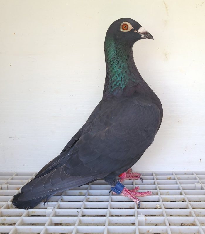 Bon n°1 : 160467-2022 F Yohan DOS SANTOS