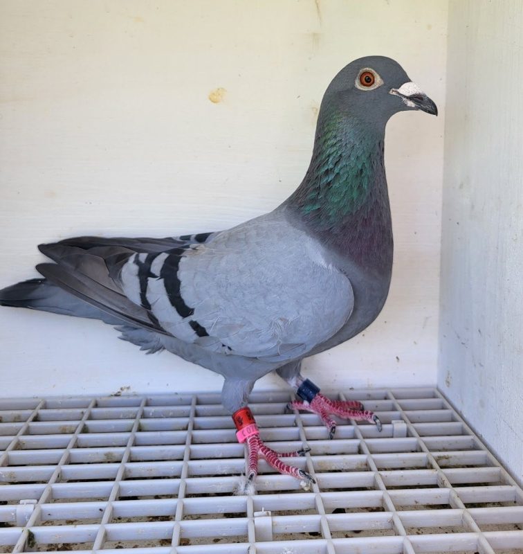 Bon n°2 : 201716-2022 F Fabien BAUCHET