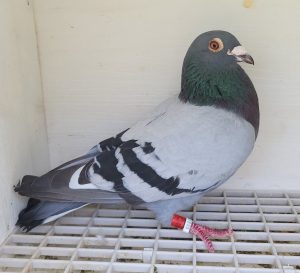 Bon n°8 : 4063630-2022-BE M Marc BERT