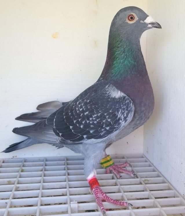 Bon n°6 : 54562-2022 F Florent VAILLANT