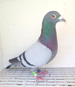 Bon n°10 : 200191-2023 M Elisabeth PATRY