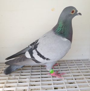 Bon n°12 : 21084-2023 F HERMAN VAN DIST