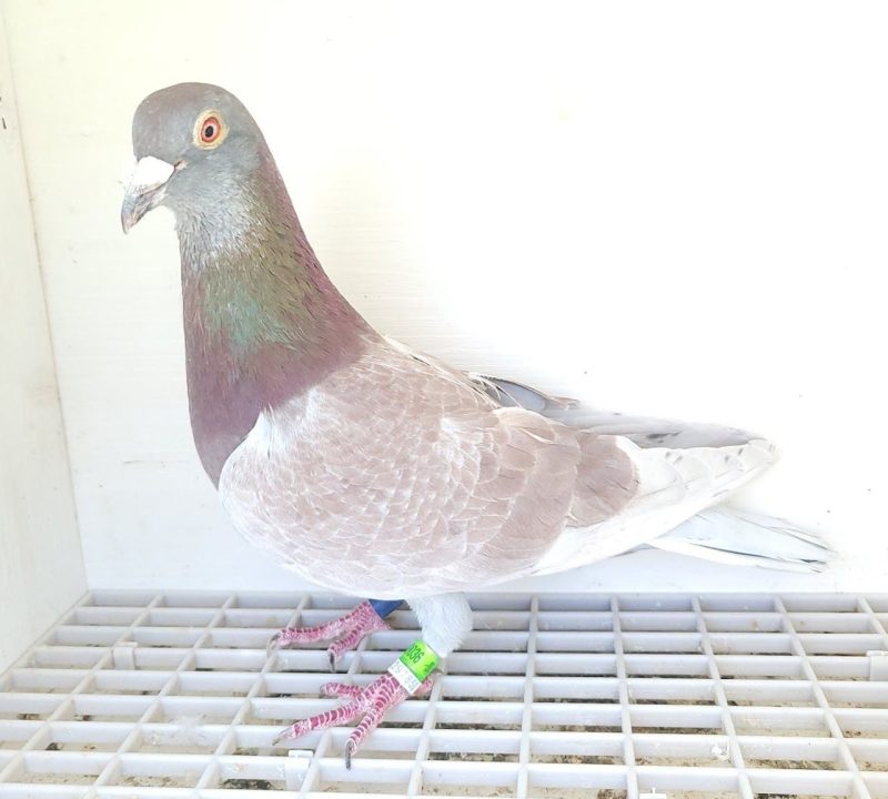 Bon n°9 : 249036-2023 M Claude HULIN