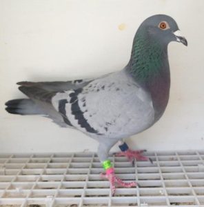 Bon n°16 : 294527-2023 F Yohann TEFFAUT