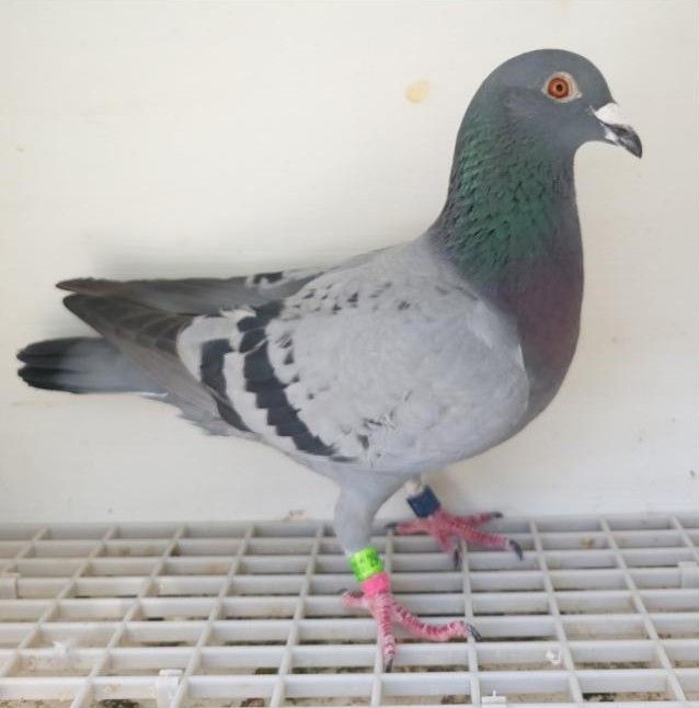 Bon n°16 : 294527-2023 F Yohann TEFFAUT