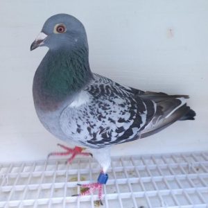 Bon n°27 – 113802-2024 F Yohann TEFFAUT