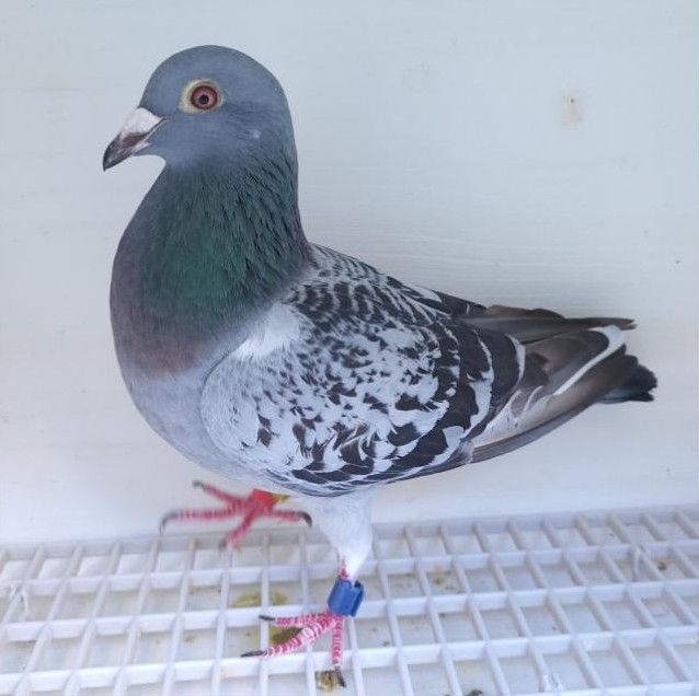 Bon n°27 – 113802-2024 F Yohann TEFFAUT