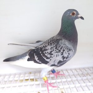 Bon n°20 – 190520-2024 F Rémi GOSTEAU