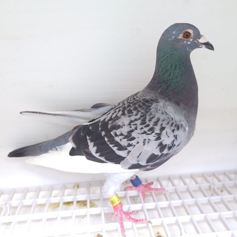 Bon n°20 – 190520-2024 F Rémi GOSTEAU