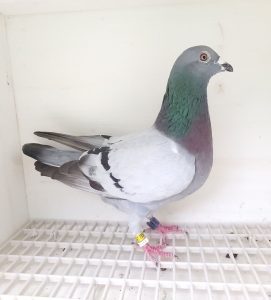 Bon n°28 – 195073-2024 M Frédéric DURTHALER