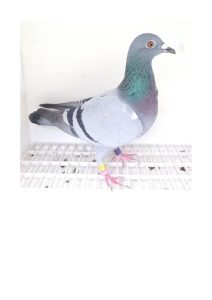 Bon n°21 195084-2024 F Florent VAILLANT