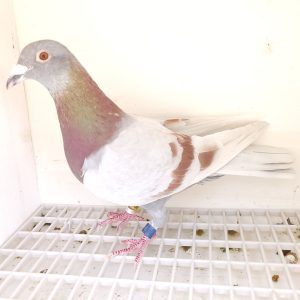 Bon n°26 195408-2024 M Patrick HUART