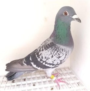 Bon n°22 – 201773-2024 M Gilbert BERTAUX