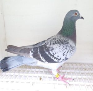 Bon n°24 – 204587-2024 F Fabien BAUCHET