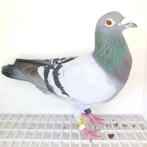 Bon n°19 – 4061410-2024 BE M Marc BERT