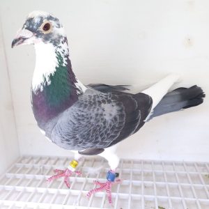 Bon n°17 – 4061423-2024 BE M Frans BERT