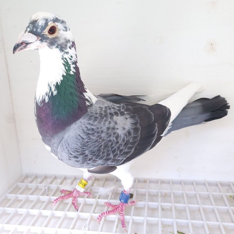 Bon n°17 – 4061423-2024 BE M Frans BERT