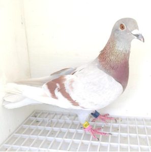 Bon n°18 – 77504-2024 F Kévin EXPOSITO