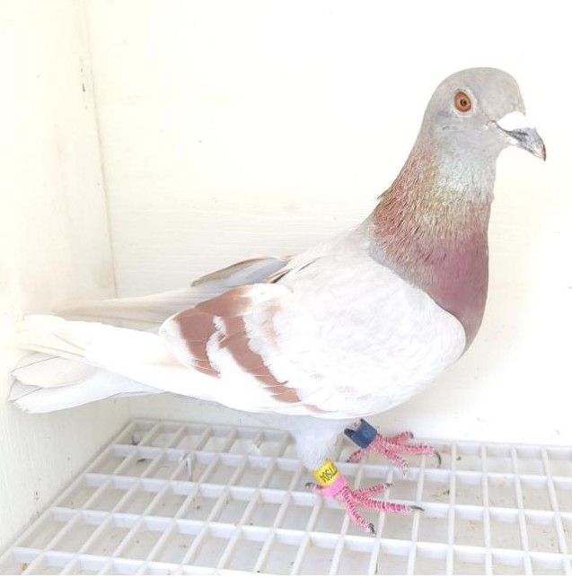 Bon n°18 – 77504-2024 F Kévin EXPOSITO