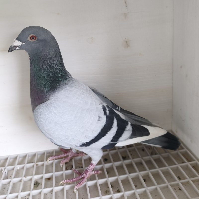 Bon n°23 – 4061413-2024 BE M Marc BERT